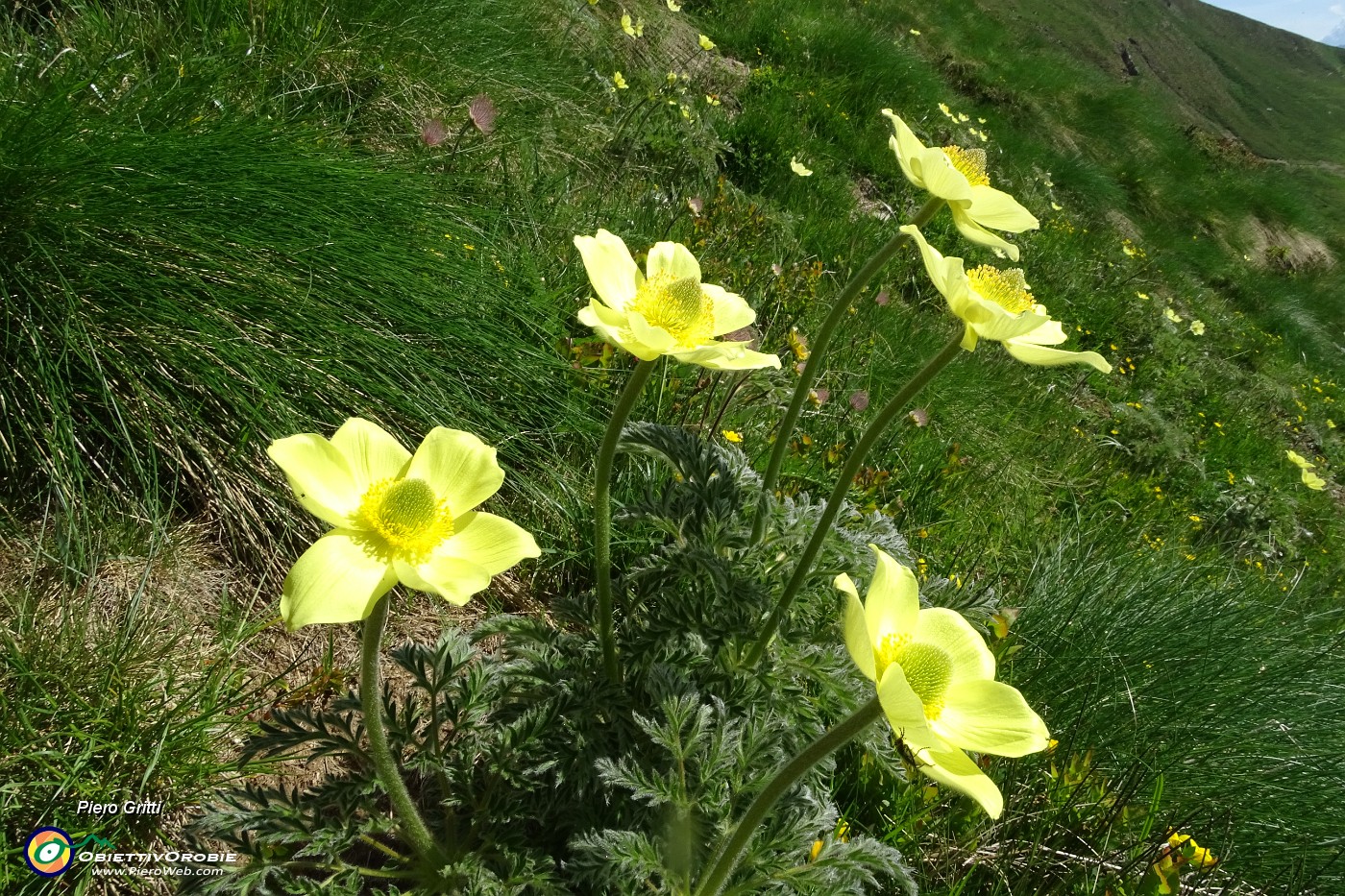 22 Fiori di pulsatilla alpina sulfurea.JPG